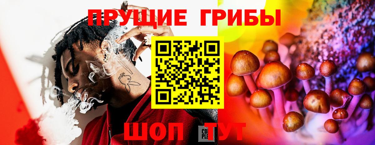 Галлюциногенные грибы Psilocybe Югорск